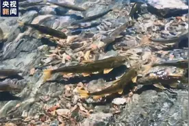 青海湖湟鱼洄游｜感受逆流而上的生命奇迹图片