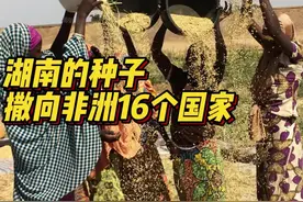 中非“湘”约 ｜让非洲千万户吃饱饭 湖南的种子撒向非洲16个国家图片