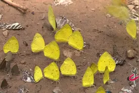 云南元江进入蝴蝶大爆发时期 预计将有上亿只蝴蝶飞出图片