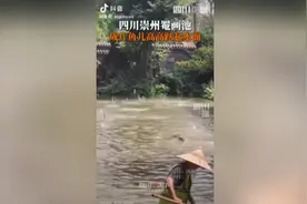 鱼跃水面有异常？罨画池博物馆：白鲢受到惊吓图片