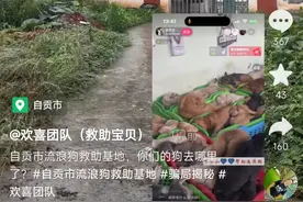 流浪狗救助基地“人去楼空”：狗狗去向遭质疑，被指借爱心牟利 负责人回应图片