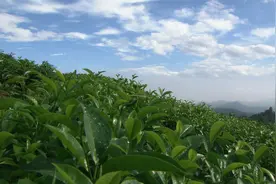 英山：云生雾养育好茶 聚力品牌打造百亿产业图片