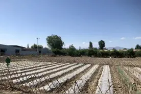 博乐市阿里翁白新村：“共享菜园”打造“向往的生活”图片