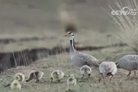 水鸟翔集 青海湖迎来鸟类繁殖高峰图片