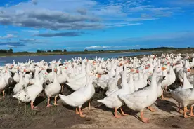 新华全媒+丨从“一只大鹅”看吉林特色产业新探索图片