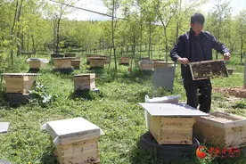 华亭：蜂舞山间酿“蜜甜”图片