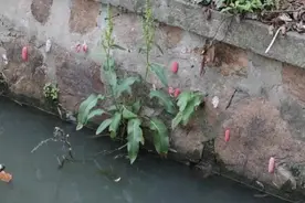 这种东西多地已出现！提醒：别碰更别吃图片