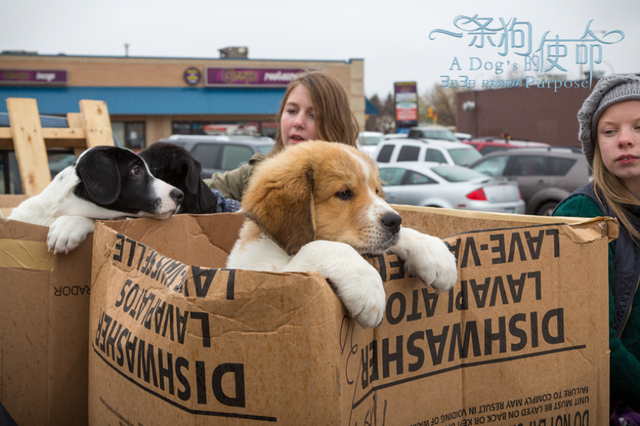 爱它，请别放弃它，别扑杀它