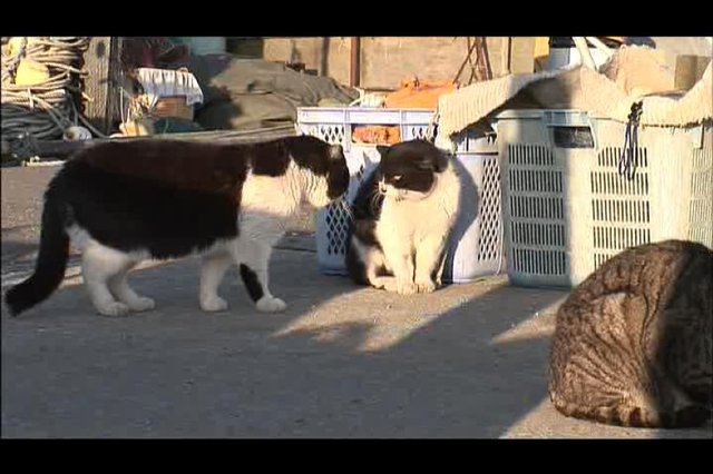 爱它，请别放弃它，别扑杀它