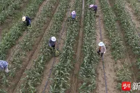 一年种两季，可当水果吃，这里的“牛奶玉米”新鲜上市了图片