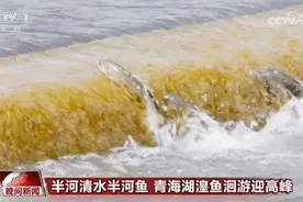 鱼༯鱼༯鱼༯鱼༯鱼……好多鱼！但它们是不是游反了？图片