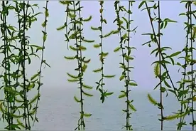 青未了｜诗歌｜白云绿水青禾图片