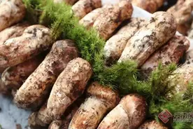 日啖菌子三百口也先要把好安全关图片