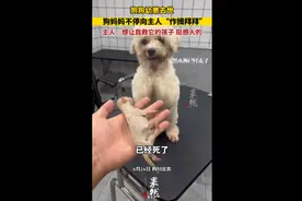 狗狗幼崽去世，狗妈妈不停向主人“作揖拜拜”，主人：想让我救它的孩子 挺感人的图片