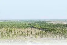 治沙五十载！她们让陕西的绿色版图向北推进400公里图片