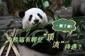 科普图解｜熊脸识别、5G微波……带你见识国宝大熊猫的科技“护法”！图片