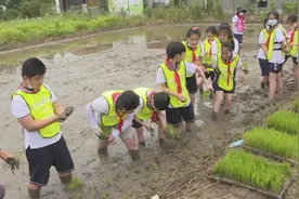 城市娃化身小农夫，学生乐享农耕夏令营图片