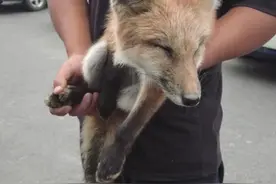 快看！火狐狸现身苏州！图片