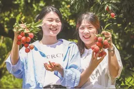 已上市销售超过3万吨，广州荔枝季来啦！图片