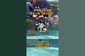 苏州籍金鱼获世界大赛“选美冠军”，主人曾培育出世界最长狮头金鱼图片