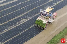 “科技+”破解稻田除草难，句容首次采用覆膜机插秧技术助力水稻增产增收图片