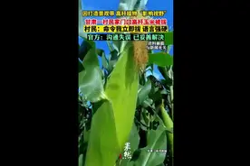 甘肃一村民因家门口高杆玉米“影响视野”被拔，官方：沟通失误，已妥善解决图片
