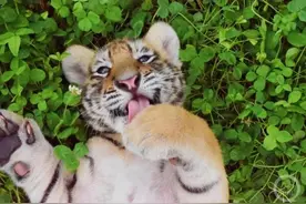 记者直击东北虎野化训练：吃独食抢鸡鸭，能爬树会游泳图片