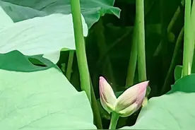 青未了|并蒂莲花开大明湖图片