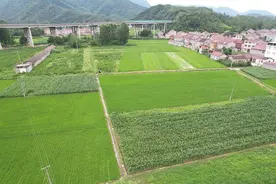 远安县徐家棚村土地整治项目“盘活河滩地变身致富田”图片