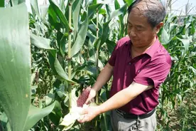 又甜又糯、营养丰富，奉贤金奖紫甜糯玉米有什么过人之处？图片