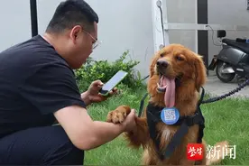 常州流浪金毛“上岗”，凭实力“走红”反诈圈图片