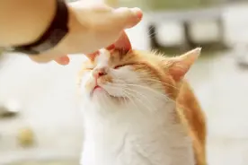 女子去世，将豪宅和200多万遗产留给爱猫！150多人争抢领养图片