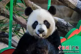 广州长隆“超级大熊猫节”开幕图片