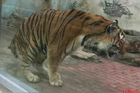 动物园东北虎瘸腿被质疑缺营养遭虐待，园方回应：它先天残疾，其他健康状况良好图片