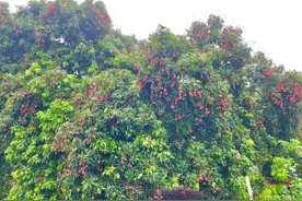 【夏收现场】钦州灵山：“中国荔枝之乡”迎丰收  产量预计达18.1万吨图片