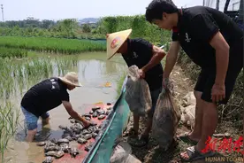 道县寿雁镇水源头村：稻龟共养打通致富新路图片