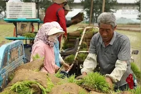 千城百县看中国｜山东日照：田畴染新绿 插秧正当时图片