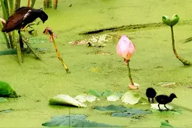 华山风景区，大自然的美看不够图片
