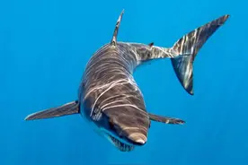 被鲨鱼咬了五口，一群海豚“救了”他，缝了300多针捡回一条命图片