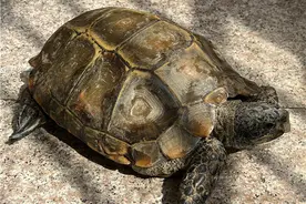 玉溪江川发现国家一级保护动物凹甲陆龟图片