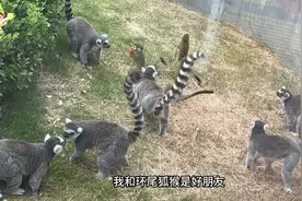 果然视频丨动物视界㊾——活泼好动的松鼠猴，最爱荡秋千图片