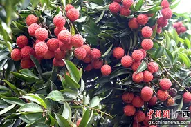 广西桂平市麻垌荔枝果农：香甜日子“种”出来图片