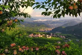 茂名信宜钱排三华李今年总产值超18亿元！图片