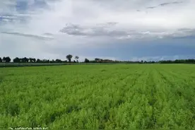 中药材涨成“金融药”：谁制造了这场“价格狂欢”？图片