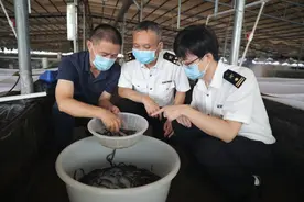 佛山南海活鳗苗实现首次出口图片