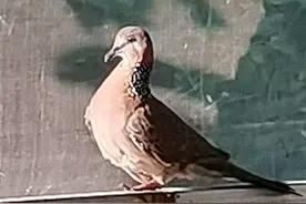 翟所祥：斑鸠图片