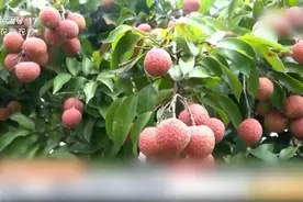 “全家桶”来了！草莓荔、无核荔，这棵树上结出30种荔枝