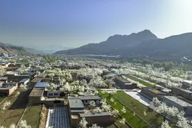 西北农村山沟沟里的富乡“梨”想图片