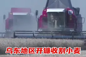 乌东地区开镰收割小麦 黑海粮食协议能否延长？图片