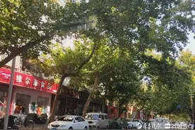 铃铛树‖程兆强图片